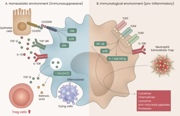 Fig. 3. Immunological functions of AMs.  (A) Under homeostatic conditions, lung epithelial cells continuously provide immunosuppressive  signals to AMs by producing CD200, IL-10, and TGF-β