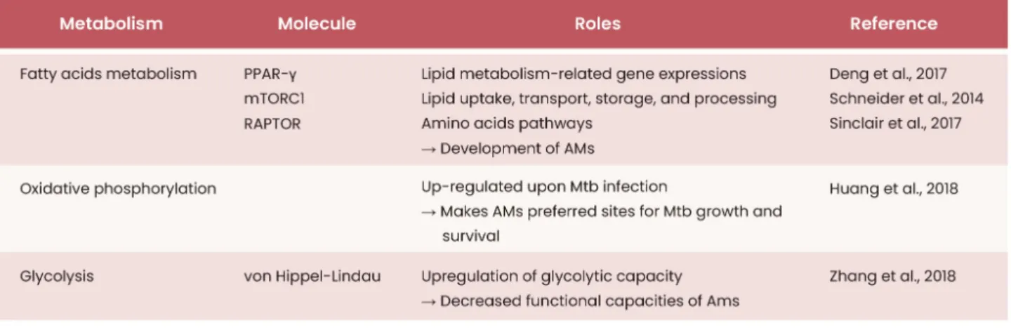 Table 1.  Relationships of AM metabolic status with AM development and function