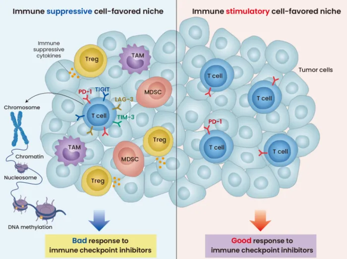 Fig. 1. Immune suppressive and immune stimulatory cell-favored niche.  The immune suppressive environment (left) shows the 1)  immune suppressive cells including Tregs and MDSCs, 2) the expression of immune suppressive cytokines, and 3) upregulation of imm