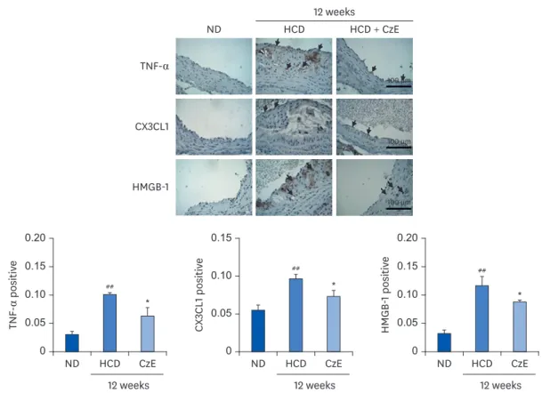 Fig. 2.  Immunohistochemical identification of inflammatory molecules in ApoE −/−  mouse aortas
