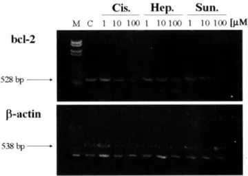 Fig.  5 - Bcl-2 gene expression in SK-MEL-28 cells treated with  1，