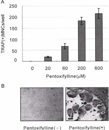 Fig. 4 - Effect  of  pentoxifylline  on  TRANCE  mRNA  expression  induced by pentoxifylline in calvarial osteoblasts