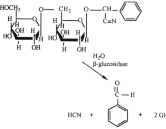 Fig. 1  — Metabolic profile of amygdalin.