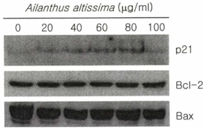 Fig.  1 - Morphology  of control  and  extract-treated Jurkat cells by  inverted microscope