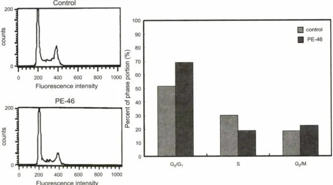 Fig.  5 - The effect of Saururus chinensis (PE-46) on the expression  of p53  mRNA  (A)  and protein  (B)  in cervical  carcinoma  SiHa cells