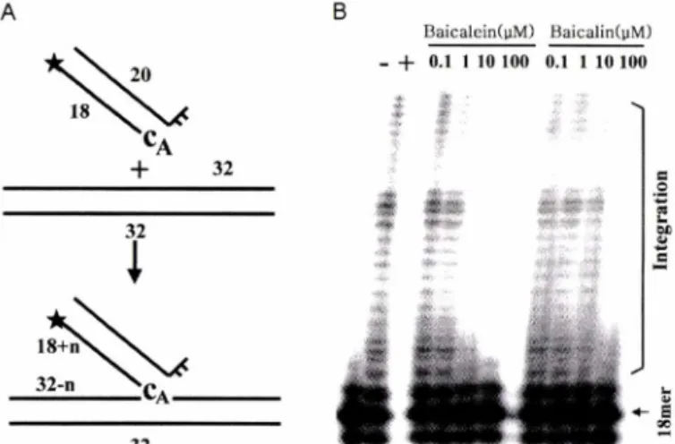 Fig. 3 - Inhibition  of  integration  activities  of  HIV-1  integrase  by  baicalein and baicalin