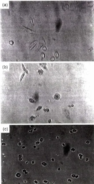 Fig.  5b - The pictures above show morphologic changes of MCF-7  cells that occurred at the concentration of 50 |ig/m/ of  C.