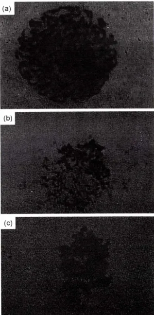 Fig.  8a - The chromosomal  states in  normal MCF-7cell. The  4  x  103/m/ cells were cultured for (a) 24 hr (b) 40 hr (c) 48 hr.