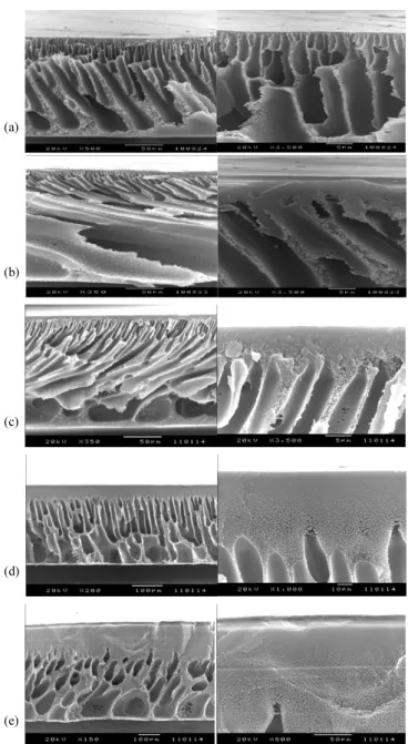 Figure 6. Cross sections of membranes prepared by water immersion  precitation with : 0 wt% (a), 5 wt% (b), 10 wt% (c), 15 wt% (d) and  20 wt% polyvinylpyrrolidone (e) in a 18 wt% polysulfone casting  solution