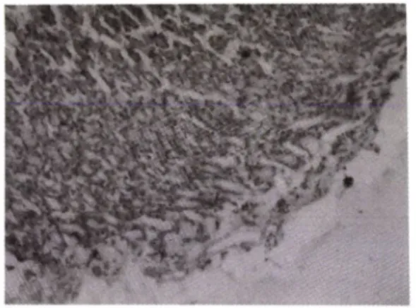Fig.  4-1 — Histological  patterns  of  the  stomach  of  con­