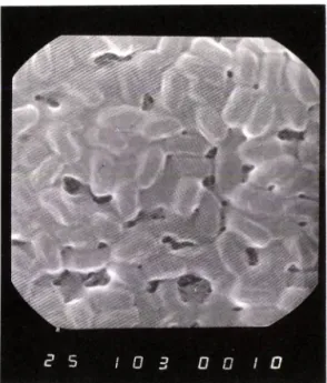 Fig.  I — Scanning  electron  micrograph  of  the  isolated  Strain B-6 cultured on NBA medium for 7 day.