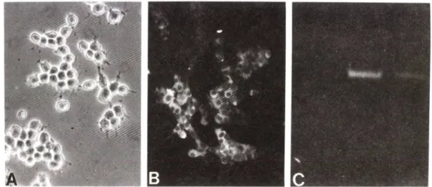 Fig.  1 — Characterization of MN9D dopaminergic neuronal cell line.  Cells were plated onto 25 ug/m/ poly-D-Iysine coat­