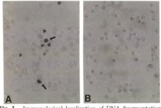 Fig. 3 — Immunological  localization  of DNA  fragmentation  in  MN9D  cells  after  neurotoxin  treatment