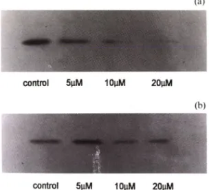Fig.  4 — Effect of ceramide on the expression of cyclin Di  (A)  and  cyclin  E  (B)