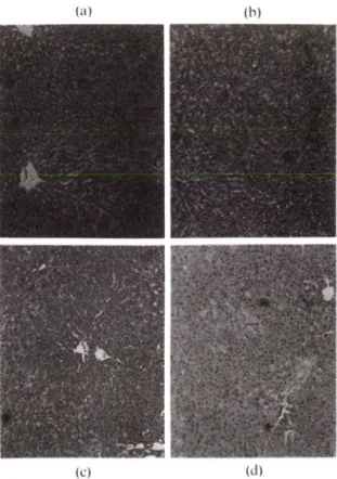 Fig.  2  — Light microspical  appearance  of the  liver of the — rats  4  weeks  after  bile  duct  ligation/scission  operation  (magnification  x80).