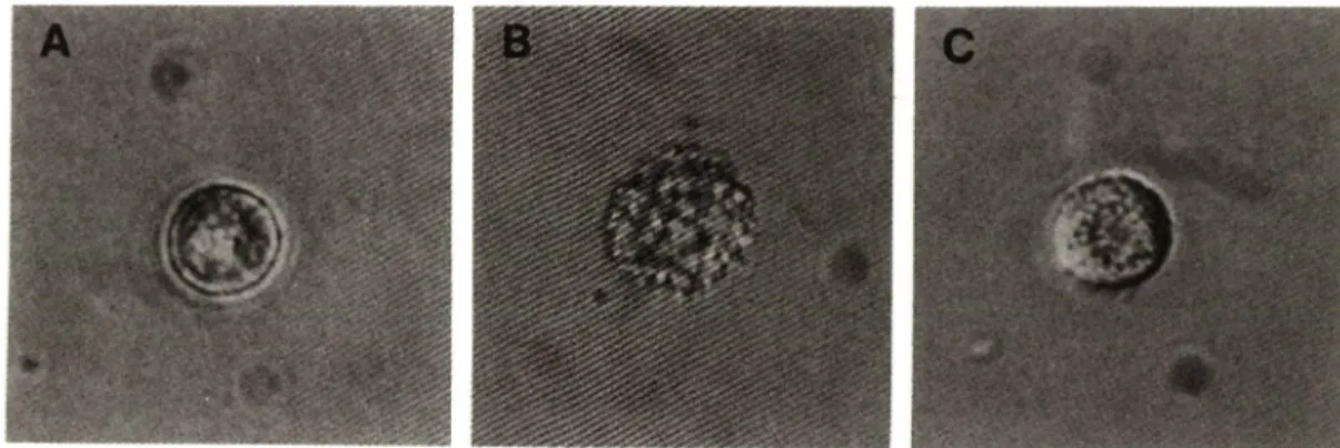 Fig.  2 — Visualization of morphological changes in isolated rat peritoneal mast cells