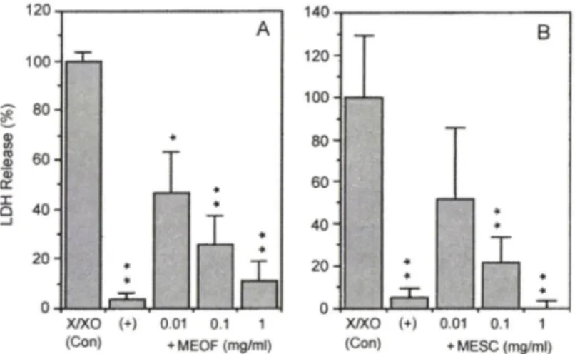 Fig.  1 - Methanol extracts of  Opuntia ficus-indica  (MEOF) (A) and  Saururus chinensis  (MESC) (B) attenuate xanthine (0.5  mM)/xanthine  oxidase  (10 mU/m/)  (X/XO)-induced  neurotoxicity  dose-dependently