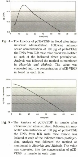 Fig.  3 - The kinetics of pCK-VEGF in blood after intra­