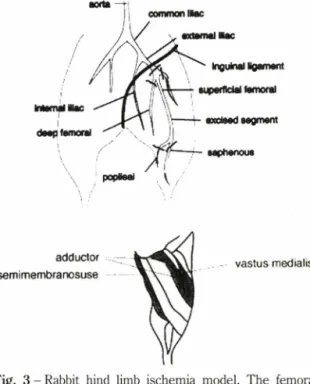 Fig.  2 - Effect  of plasmid  concentration  on  the  level  of  gene expression in the rabbit hind limb muscle
