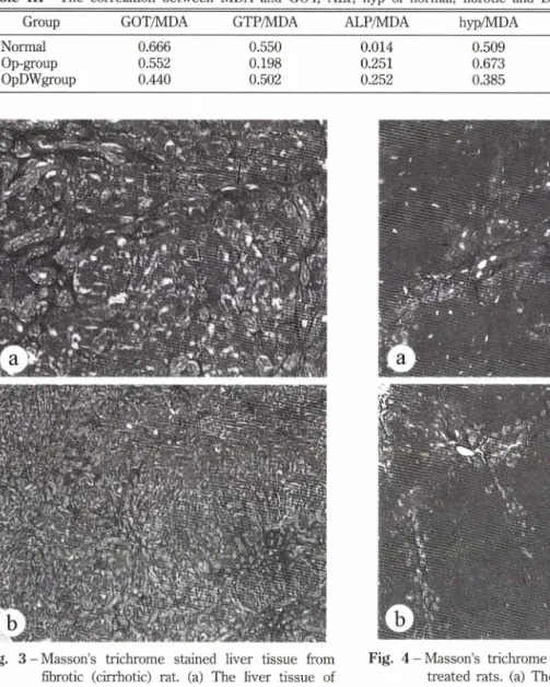Fig.  4 - Masson's  trichrome  stained  liver  tissue  of DW  treated rats,  (a) The liver tissue of in  4 weeks  DW treated rat after BDL/S operation  ( x  80),  (b) The liver tissue of in 4 weeks DW treated rat  after  BDL/S  operation  ( x  40)