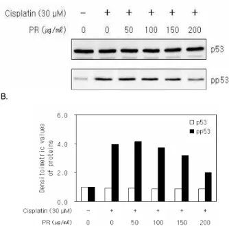 Fig. 5. Effects of PR on cisplatin-induced ROS formation in rat mesangial cells. ROS were determined by DCFH-DA fluorescence assay
