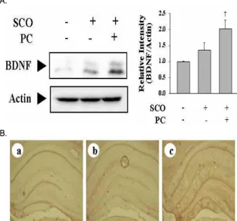 Fig. 5. Effect of Poria cocos on the expression of BDNF and activation of CREB. A. The protein levels of BDNF in rat hippocampus was measured by Western blot analysis using anti-BDNF specific antibody