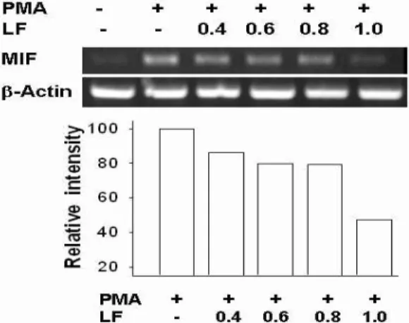 Fig. 2. Mitigation of LPS induced arthritis by LF(upper photo, arthritis elicitate group; lower photo, LF treated group after arthritis elicitation)