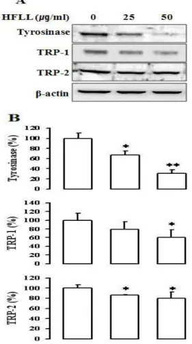 Fig. 3. Effect of HFLL on the tyrosinase, TRP-1, and TRP-2 protein expressions in B16F10 cells