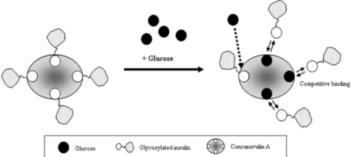Figure 1. Self-regulated insulin delivery system using glycosylated-  insulin and concanavalin A (Con A)