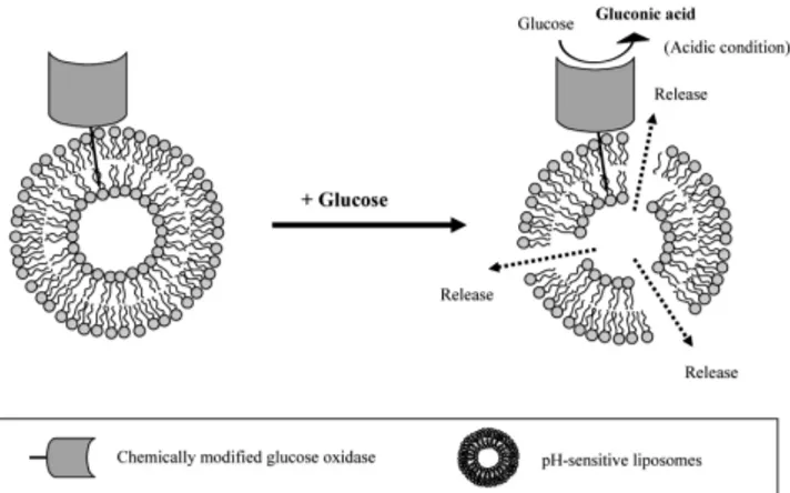 Figure 6. Glucose-responsive liposomes incorporating GOD. GOD was  hydrophobically modified with alkyl chain or amphiphilic copolymer.