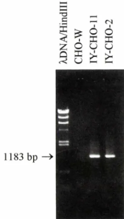 Fig.  2 - mRNA  expression  of  HBsAg  containing  preS2  and S region in IY-CHO-2 and IY-CHO-11 cells