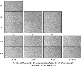Fig. 4. Apoptotic bodies formation of human breast cancer MCF-7 cells by single and complex treatment of O
