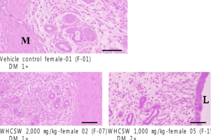 Fig. 6. Histopathological changes detected in the uterus. Note that slight [1+] or moderate [2+] desquamation of uterus mucosa (DM) were observed in one (1/5; 20 %) or two (2/5; 40 %) female mice in vehicle control, WHCSW 2,000 and 1,000 ㎎/㎏-administered g