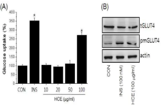 Fig. 4. Effects of Herba Cirsii Extract(HCE) on glucose uptake-involved signal molecules in OP9 cells