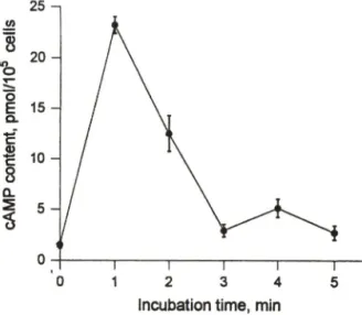 Fig.  4  — Time  course  of  increase  in  the  cAMP  level  of  rat  peritoneal  mast  cells  caused  by  SSZ