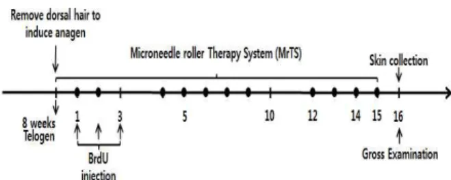 Fig. 1. Scheme of the experiment. Dorsal hair of 8-week-old C57BL/6 mice in the telogen stage of the hair growth cycle was shaved to induce initiation of the anagen stage