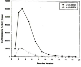 Fig.  2 — Evidence  for  multiple  forms  of  CaM KIK  activity  resolvable  by  Q~Sepharose  chromatography  us­