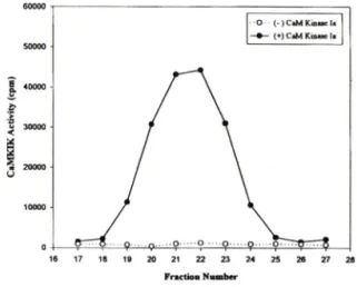 Fig.  3 — C aM K IK   activity  in  the  fractions  from  sucrose  density  gradient  centrifugation