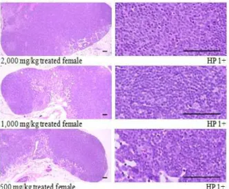 Fig. 5. Representative histopathological changes detected on the submandibular lymph node