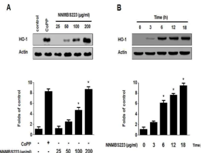 Fig. 4. Effects of NNMBS223 on HO-1 expression in RAW264.7 macrophages. Macrophages were incubated for 18 h with indicated concentrations of NNMBS223 (A) and periods with 200 μg/ml of NNMBS223 (B).