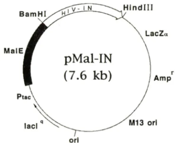 Fig.  1 — Genetic map of a ftision  protein expression  vec­
