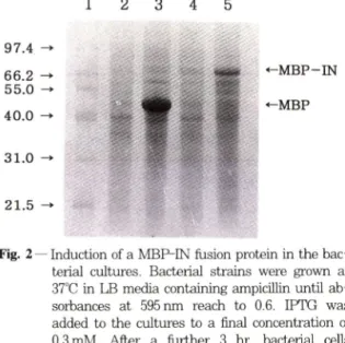 Fig. 3 — Purification of a MBP-IN  fusion  protein using an  amylose affinity chromatography