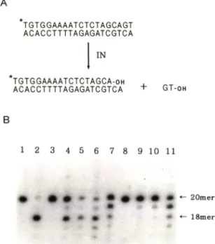 Fig.  5 — Effect  of  various  buffer  components  on  en- en-donucleolytic  activity  of a  MBP-IN  fusion  pro­