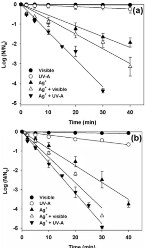 Figure 3.  TEM images of E. coli (a) untreated, (b) &amp; (c) treated with  10 mg/L of silver ion for 16 h[3]