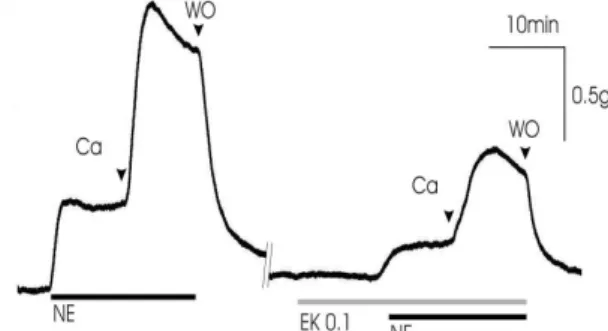 Fig. 9. Effects of EK extract on nitric oxide concentration in HUVEC.
