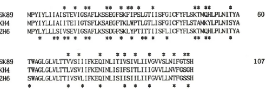 Fig. 1 - Complete  nucleotide  sequence  of pKH4.  The  amino  acid  sequences  of Rep  and  Smr  proteins  are  shown