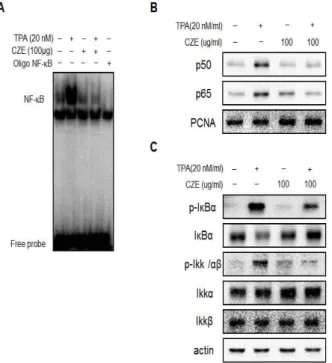 Fig. 2. CZE inhibits TPA-induced MMP-9 expression in MCF-7 cells.