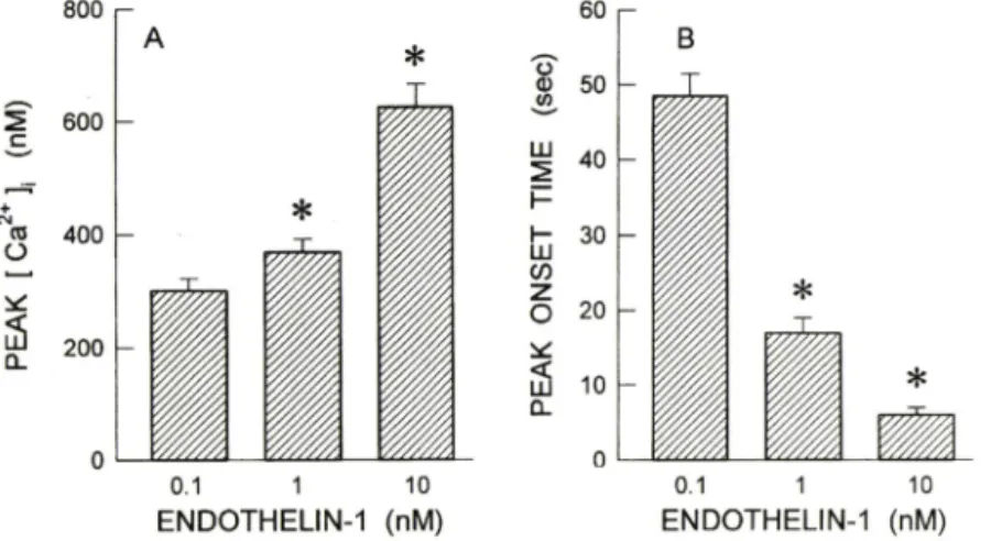 Fig.  2 - Endothelin-l-induced peak values of intracellular Ca으 concentration (A) and peak onset time (B) in Rat-2 cells