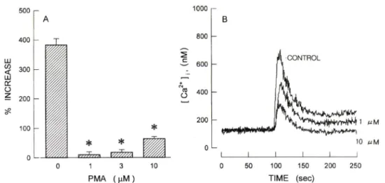 Fig.  3 - Effect of protein  kinase  C  activator,  PMA on endothelin-1  (1 nM)-induced inositol phosphates formation  (A) and  on  endothelin-1  (10  nM)-induced  Ca으 mobilization  (B)