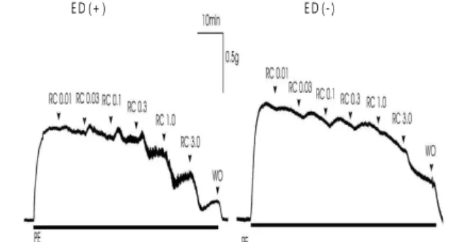 Fig. 2. RC extract-induced endothelium-dependent or independent contraction of isolated rabbit corpus cavernosum